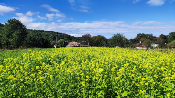 Буковиця влітку: в пошуках мальовничих краєвидів на Львівщині