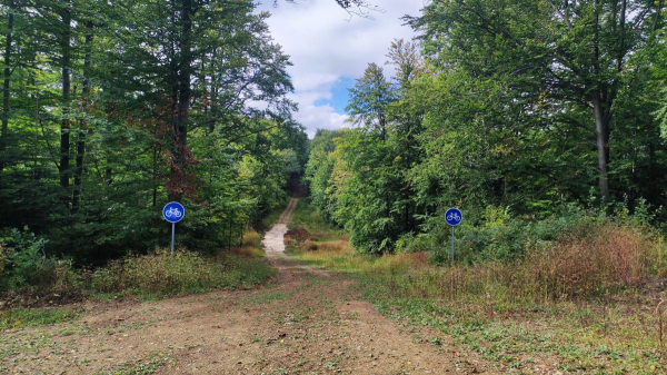 Буковиця влітку: в пошуках мальовничих краєвидів на Львівщині