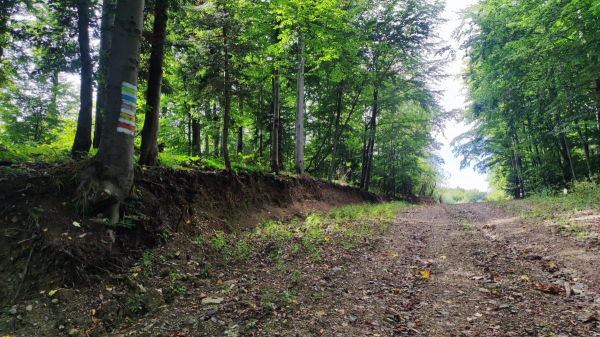 Буковиця влітку: в пошуках мальовничих краєвидів на Львівщині