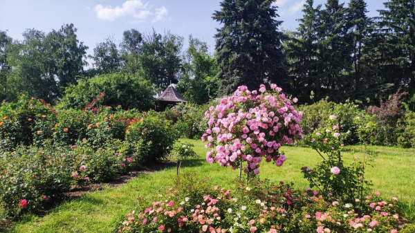 У ботсаду Києва розпочалося масове цвітіння троянд (фоторепортаж, відео) У ботсаду Києва розпочалося масове цвітіння троянд (фоторепортаж, відео)