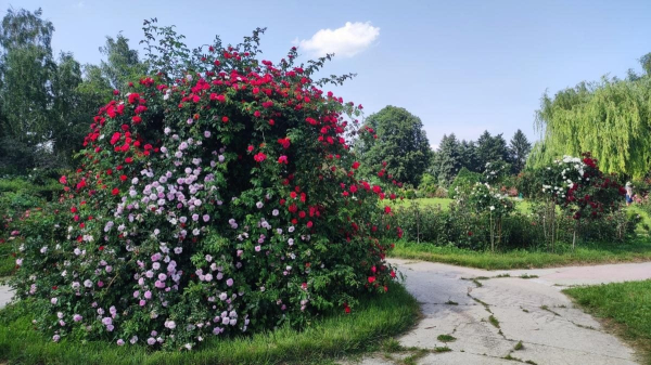 У ботсаду Києва розпочалося масове цвітіння троянд (фоторепортаж, відео) У ботсаду Києва розпочалося масове цвітіння троянд (фоторепортаж, відео)