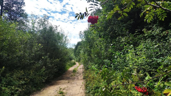 Буковиця: як дійти пішки до мальовничої вершини з Трускавця (фоторепортаж) Буковиця: як дійти пішки до мальовничої вершини з Трускавця (фоторепортаж)