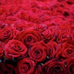 К чему снятся розы: толкование по цветам и количеству