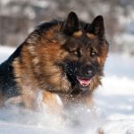 К чему снится укус собаки: значение сна и скрытые предупреждения