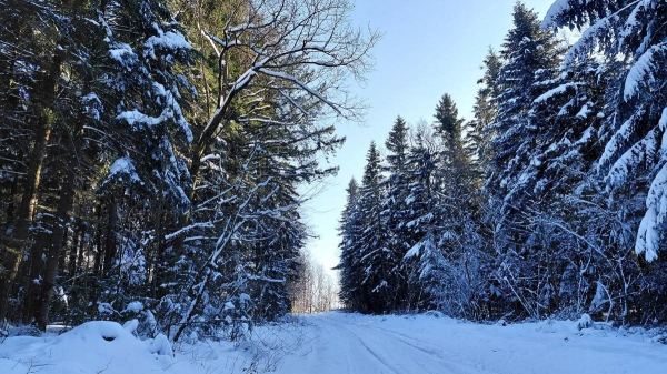 Ліси на Львівщині засипало снігом: це варто побачити (фоторепортаж) Ліси на Львівщині засипало снігом: це варто побачити (фоторепортаж)