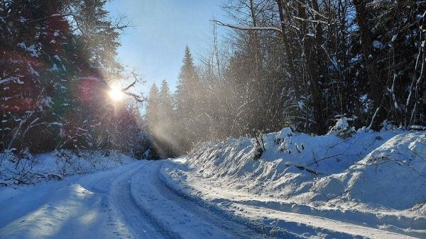 Ліси на Львівщині засипало снігом: це варто побачити (фоторепортаж) Ліси на Львівщині засипало снігом: це варто побачити (фоторепортаж)