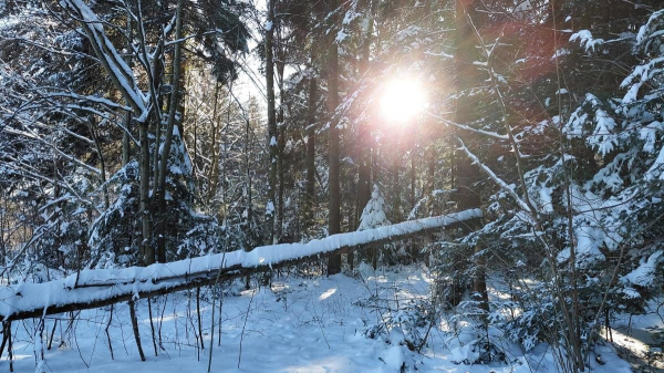 Ліси на Львівщині засипало снігом: це варто побачити (фоторепортаж) Ліси на Львівщині засипало снігом: це варто побачити (фоторепортаж)