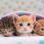 К чему снятся котята: толкование и скрытый смысл