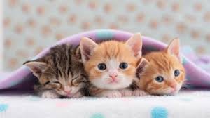 К чему снятся котята: толкование и скрытый смысл