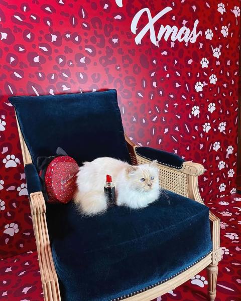 Ест из фарфора и спит на Chanel: как живет самая богатая кошка мира, которой досталось наследство Карла Лагерфельда