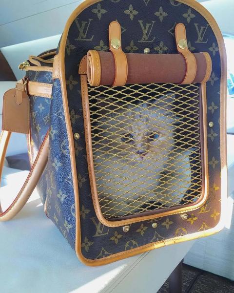 Ест из фарфора и спит на Chanel: как живет самая богатая кошка мира, которой досталось наследство Карла Лагерфельда