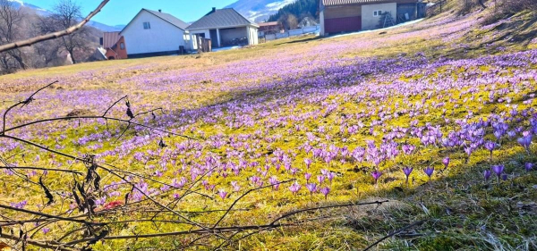 У Колочаві зацвіли крокуси: коли очікувати на пік квітування (фото) У Колочаві зацвіли крокуси: коли очікувати на пік квітування (фото)