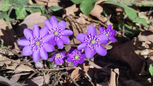 Дивитися можна, зривати – ні: у лісах Львівщини порозпускалися первоцвіти (фоторепортаж) Дивитися можна, зривати – ні: у лісах Львівщини порозпускалися первоцвіти (фоторепортаж)