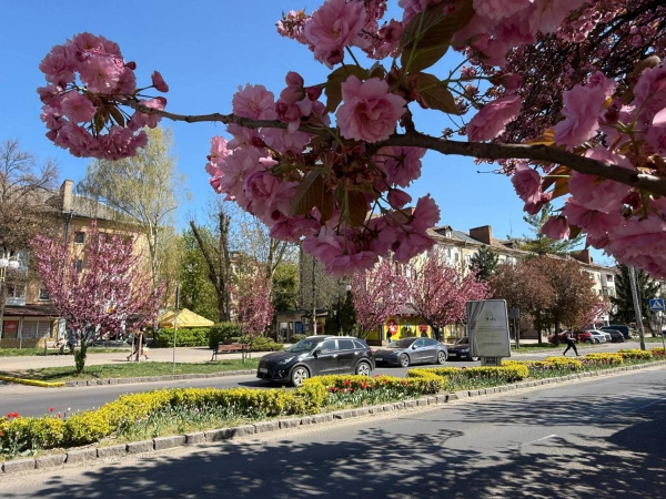 Наближається пік "рожевої весни": в Ужгороді почали масово цвісти сакури (фото) Наближається пік "рожевої весни": в Ужгороді почали масово цвісти сакури (фото)