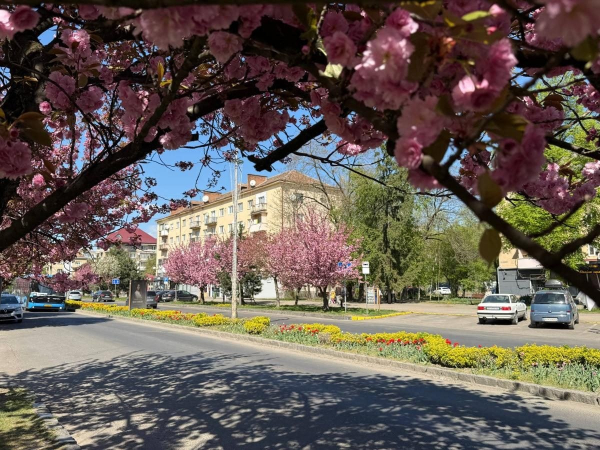 Наближається пік "рожевої весни": в Ужгороді почали масово цвісти сакури (фото) Наближається пік "рожевої весни": в Ужгороді почали масово цвісти сакури (фото)