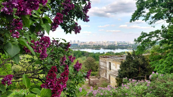 Не проштовхнутися: у київському ботсаду ажіотаж через цвітіння бузку (фоторепортаж) Не проштовхнутися: у київському ботсаду ажіотаж через цвітіння бузку (фоторепортаж)