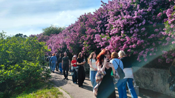 Не проштовхнутися: у київському ботсаду ажіотаж через цвітіння бузку (фоторепортаж) Не проштовхнутися: у київському ботсаду ажіотаж через цвітіння бузку (фоторепортаж)