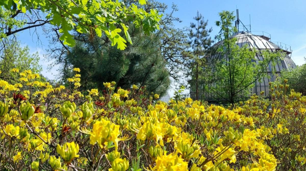 Не проштовхнутися: у київському ботсаду ажіотаж через цвітіння бузку (фоторепортаж) Не проштовхнутися: у київському ботсаду ажіотаж через цвітіння бузку (фоторепортаж)