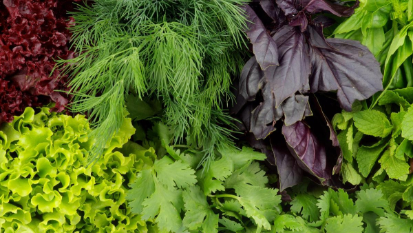5 продуктів, які містять набагато більше корисних речовин, ніж салат-латук 5 продуктів, які містять набагато більше корисних речовин, ніж салат-латук